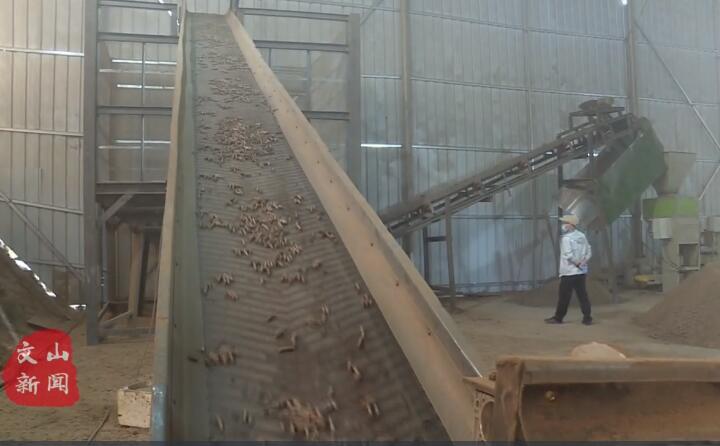 在廣南縣那灑鎮(zhèn)生物質(zhì)顆粒燃料加工廠，粉碎機、輸送帶、木屑造粒機呈流水線作業(yè)，將桔桿、枯木等可燃材料加工成顆粒狀成品對外出售.jpg
